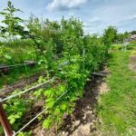 Come capire che la terra è stanca: segni silenziosi e difficili da vedere come-capire-che-la-terra-e-stanca-segni-silenziosi-e.jpg