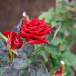 Come il caffè preparato fa fiorire le rose in modo più rigoglioso: un trucco geniale per il giardiniere frugale come-il-caffe-preparato-fa-fiorire-le-rose-in-modo.jpg