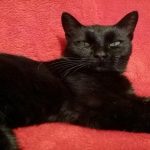 Come scegliere un cibo senza guardare il cartellino del prezzo: un algoritmo per una scelta ragionevole e non emozionale come-scegliere-un-cibo-senza-guardare-il-cartellino-del-prezzo.jpg