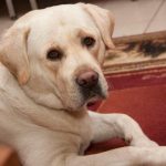 Come smettere di essere un dato statistico durante una passeggiata con il cane: l'arte di fare da guida come-smettere-di-essere-un-dato-statistico-durante-una-passeggiata.jpg