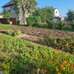 Cosa succede se si lasciano le radici nel terreno dopo la raccolta: benefici nascosti per il giardiniere pigro cosa-succede-se-si-lasciano-le-radici-nel-terreno-dopo.jpg
