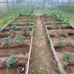 Perché il letto non dovrebbe essere vuoto nemmeno per un giorno: l'arte della raccolta continua perche-il-letto-non-dovrebbe-essere-vuoto-nemmeno-per-un.jpg