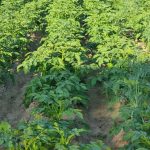 Perché piantare patate con la luna piena: astronomia e agronomia nei vostri sei ettari di terreno perche-piantare-patate-con-la-luna-piena-astronomia-e-agronomia.jpg