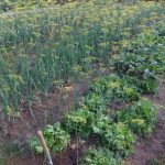 Quando un'aiuola va bene per tre: l'arte di piantare in modo combinato, senza confusione quando-unaiuola-va-bene-per-tre-larte-di-piantare-in.jpg